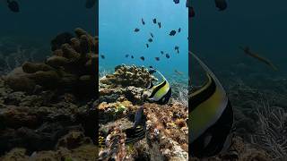 No Aquarium Needed, When You Can Scuba Dive 😍💙 #scubadiving #shorts #underwater #tulamben
