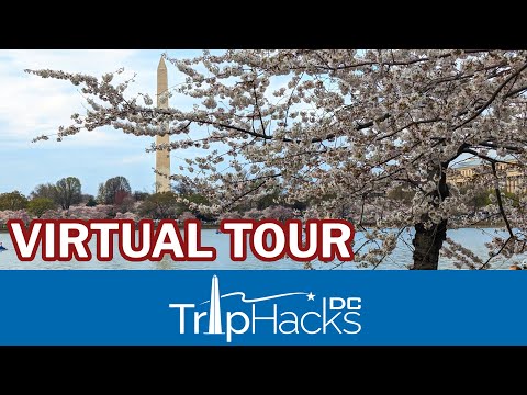 Video: Washington, D.C. Cherry Trees: de complete gids