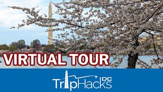 Washington DC Cherry Blossom 2023 Virtual Tour 🌸 4K Narrated
