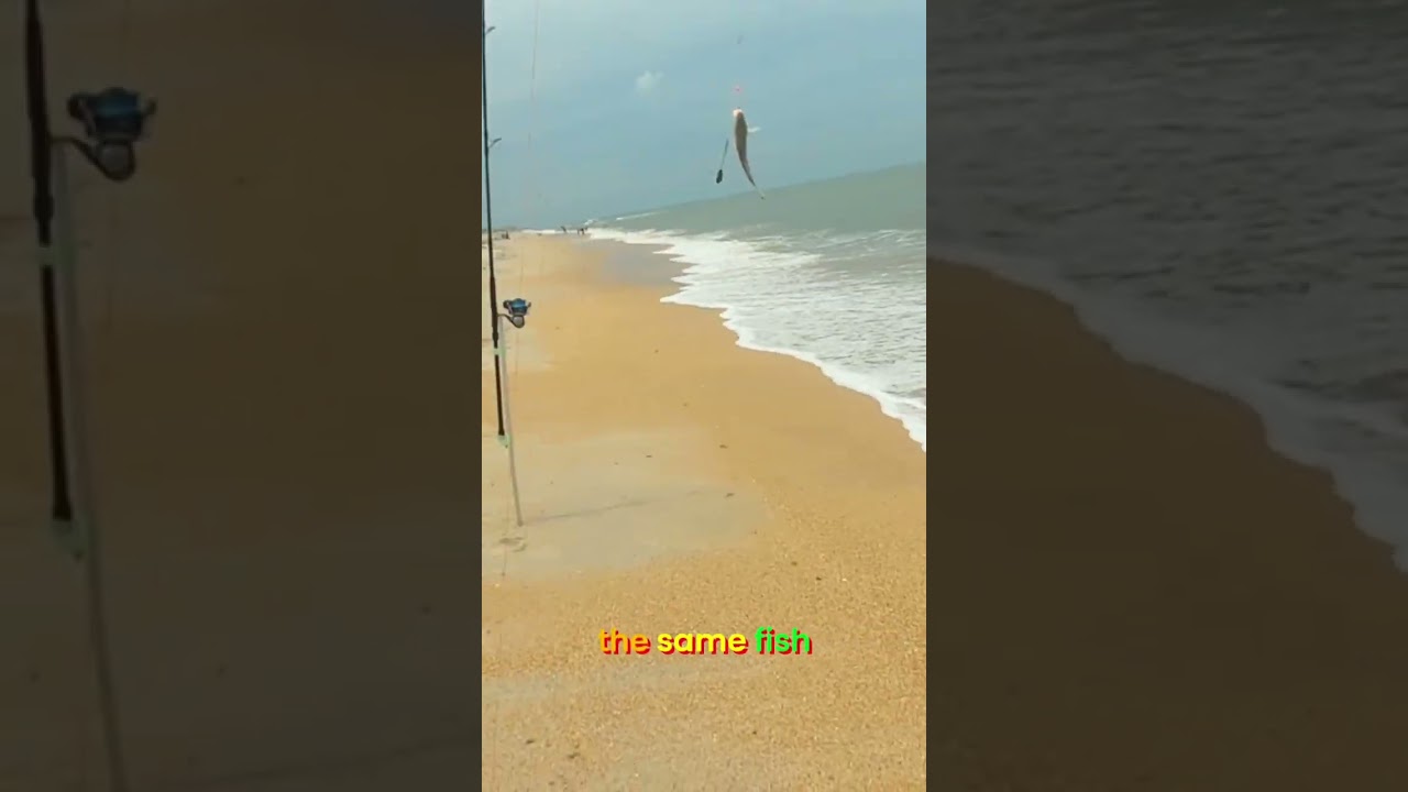I Recaught The Same Fish, It Liked My Bait, We Are Stalkers Now... 🐟👀