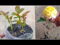 2 New Ideas About Grafting Rose