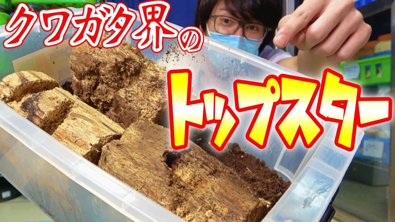 クワカブの部屋：昆虫ユーチューブチャンネルレビュー