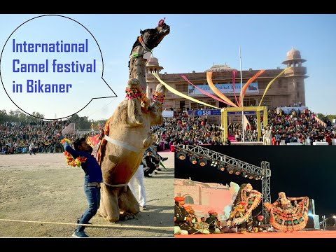 International Camel festival in Bikaner | अंतर्राष्ट्रीय ऊंट उत्सव