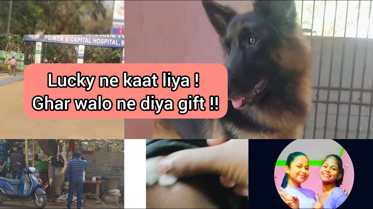 doggy-ne-kaat-liya-doggy-ko-mila-gift-youtube
