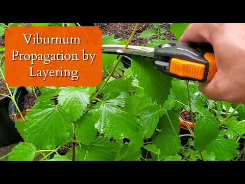 Vídeo: Você pode fazer root no viburnum?