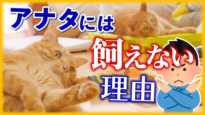 猫の選び方 これから飼う方へ後悔しない選択 性別 年齢 猫種 毛の柄による性格や特徴を紹介 Youtube 猫の選び方 これから飼う方へ後悔しない選択 性別 年齢 猫種 毛の柄による性格や特徴を紹介 Youtube