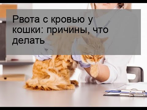 Рвота с кровью у кошки: причины, что делать