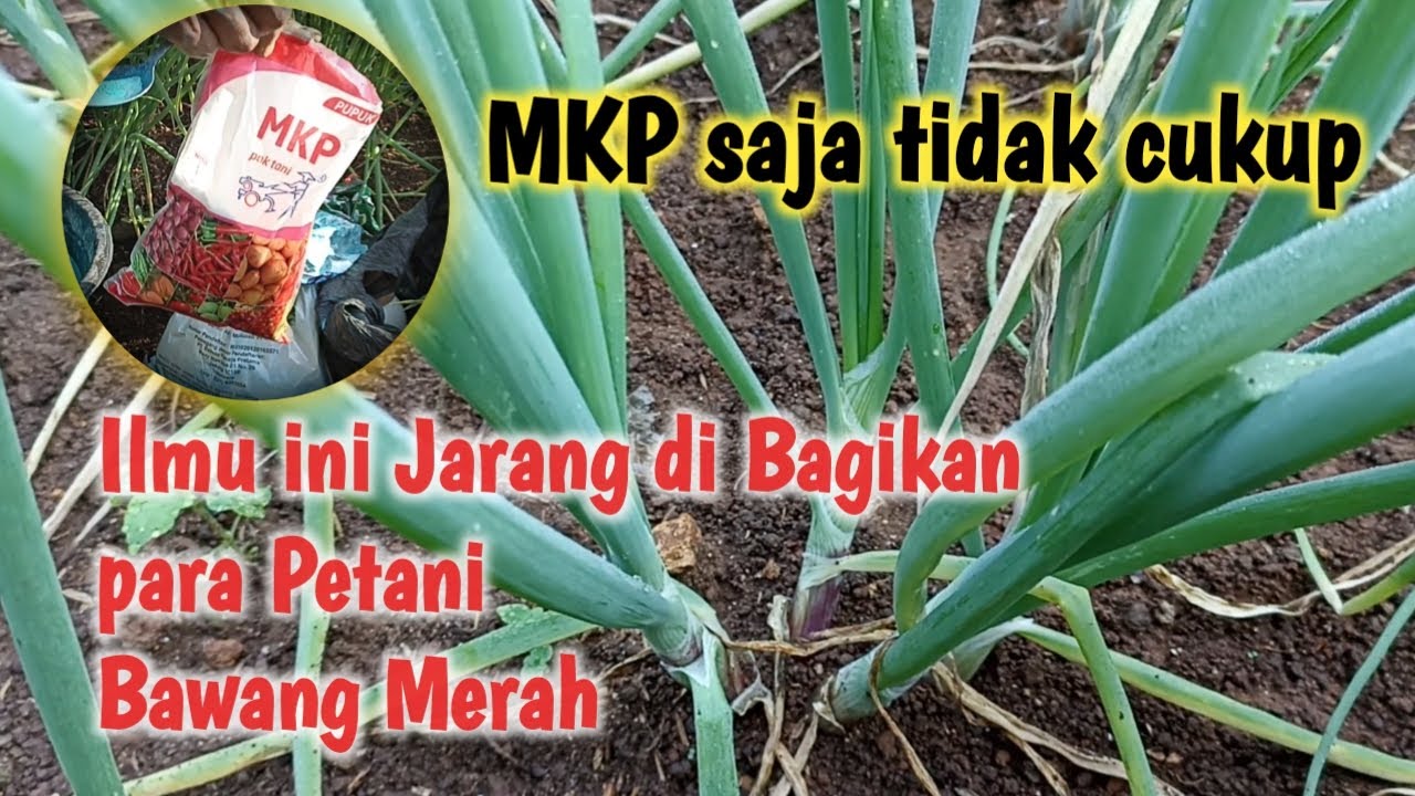 Merangsang Pertumbuhan Umbi Bawang Merah
