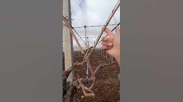 Không nhất thiết phải để quá nhiều cành nho #grape #nho #nhoninhthuận #anhhainho #hướngdẫntrồngnho