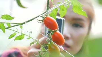 Food, Soil and Plant, & Animal Scientists and Technologists Career Video