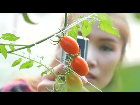 Food, Soil and Plant, & Animal Scientists and Technologists Career Video