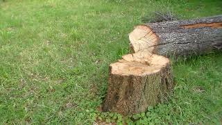 useless video 1451