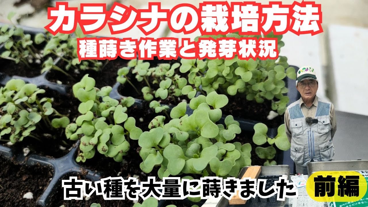 カラシナの栽培方法【前編】【種蒔き方法】【発芽状況】2024年8月24日 8月31日 - YouTube