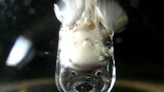 MVI_6814.AVI