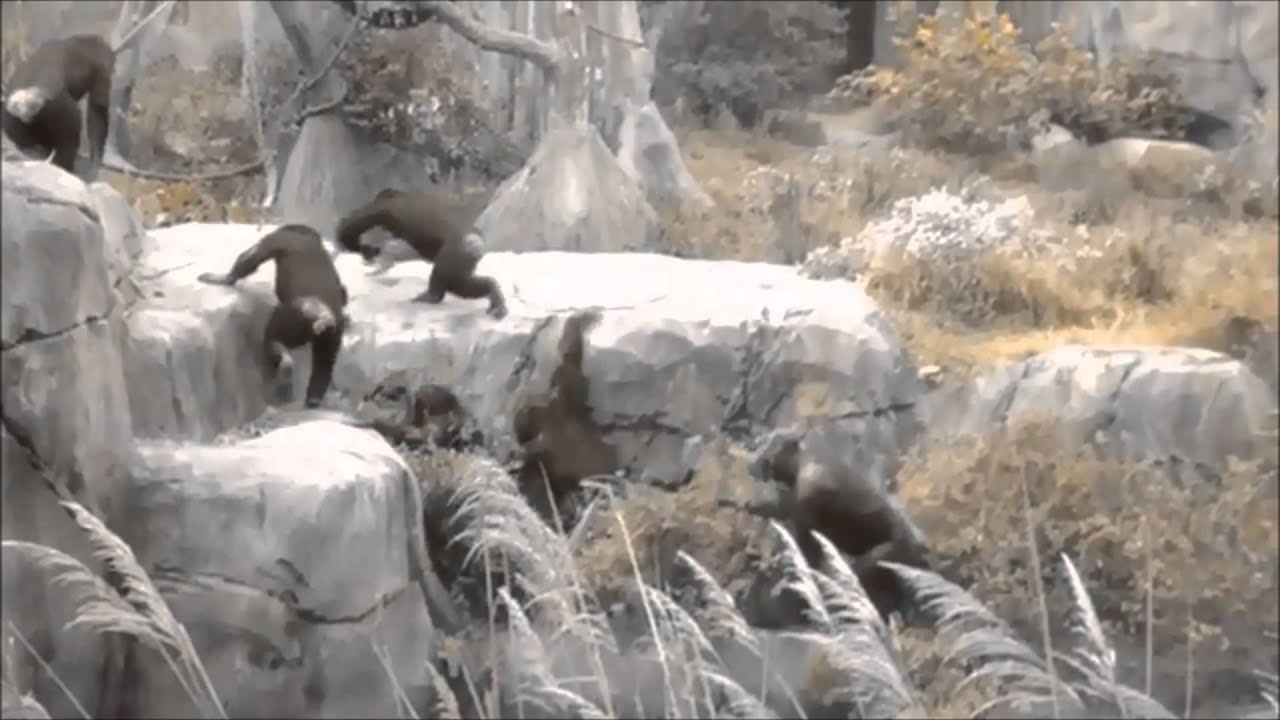 Flying Raccoon - YouTube