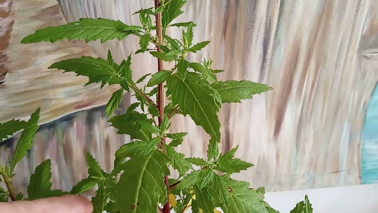 erva de Santa Maria/ mastruz #natureza #ervasmedicinais