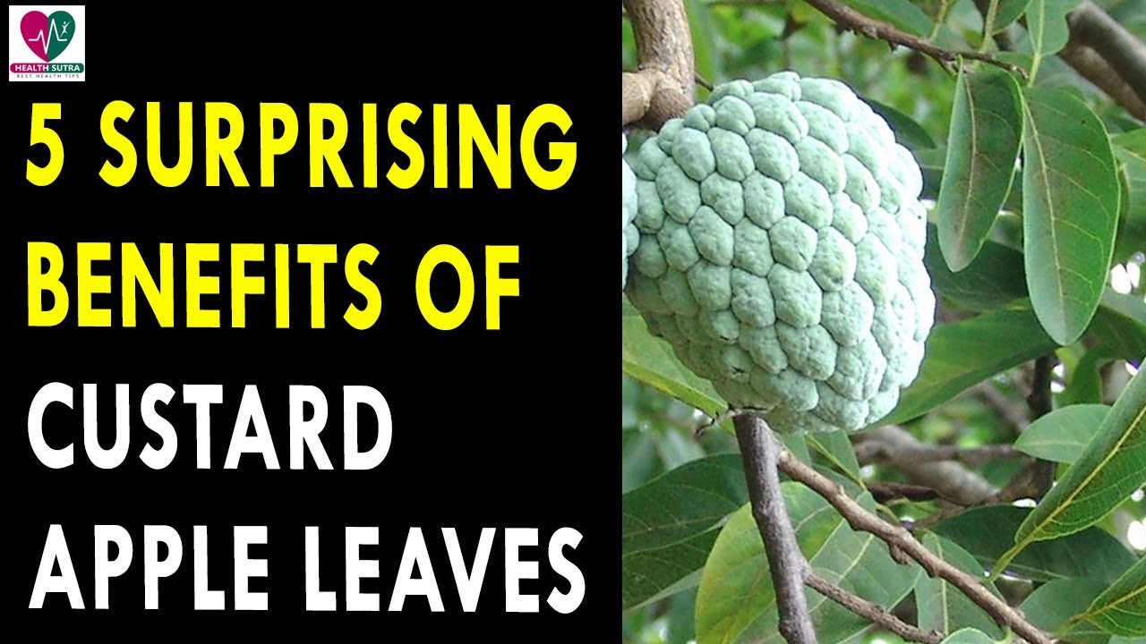 5 Surprising Benefits Of Custard Apple Leaves Health Sutra Best 