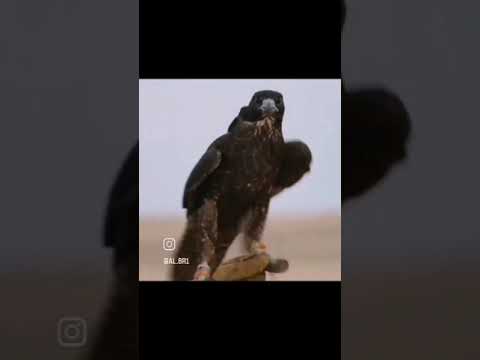 النداوي مايجيب الا نداوي