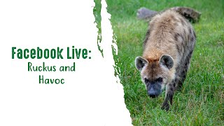 Facebook Live: Ruckus and Havoc