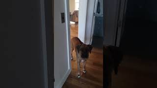 AKC VSWT Beginner Run #1 - Obi