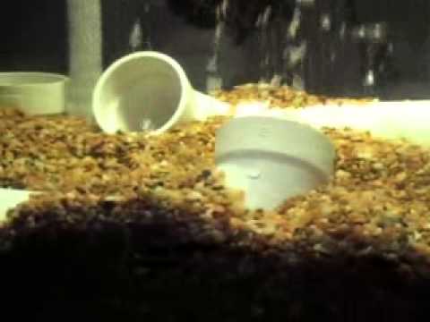 pvc pipe fish tank decorations