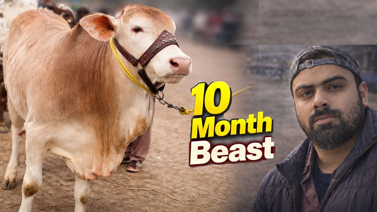 Sirf 10 Months… Multan Cow Mandi Update! 🐂 10 Month Beast