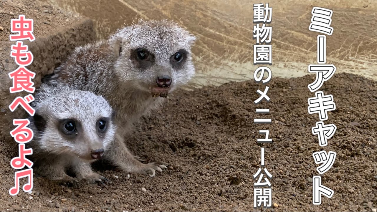 ミーアキャットのお食事メニュー♫ Menu of meerkat's meal - YouTube