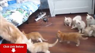 Funny Cats Compilation 16 ?