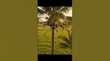 Drone Crash coconut tree  #drone #videodrone #aivideo #shorts