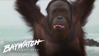 AN ORANGUTAN ESCAPES & MAKES A RUN FOR IT! Baywatch Remastered