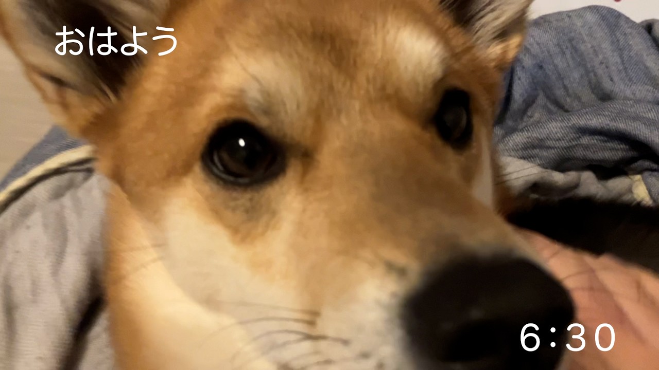 ４０才会社員が一緒に暮らして１年経った保護犬２頭と過ごす気持ちがいい朝の時間