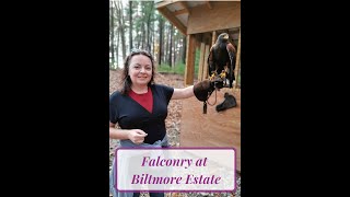 Falconry at Biltmore Estate Review from A Frugal Chick