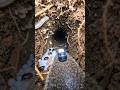 POV: Tiny Mole Camera Explores a Hidden Underground World 🕳️🐾 | Realistic Micro Animal Adventure #ai