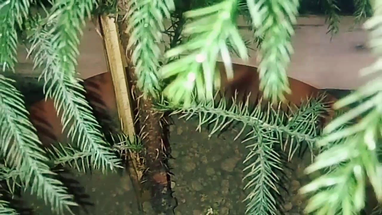 How to take care of Christmas Tree /Araucaria Plant/Norfolk Island Pine