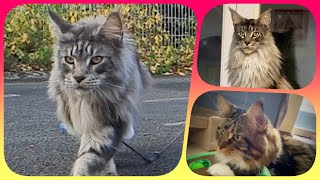 🌟🐾 Top 10 Week 6 - Maine Coon Showtime! Your Ranking of Shorts with Sherkan & Shippie! 🐾🌟 117 by Maine Coon Cats TV 234 views 2 months ago 2 minutes, 40 seconds