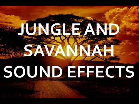 Amazing jungle and savannah sound effects - pure nature ambience recordings