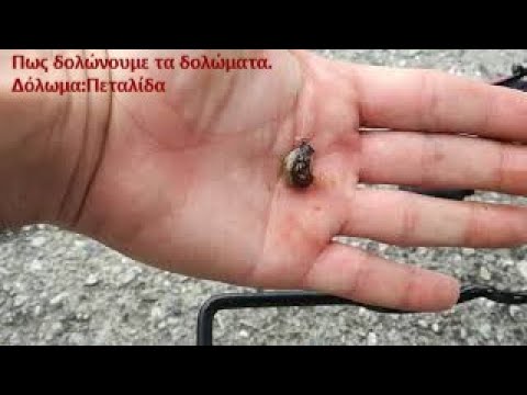 ΕγγλέζικοΨάρεμα-Δόλωμα-Πεταλίδα/Match Fishing-Baits-Patellidae