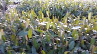 Bibit durian Kabupaten Ketapang Kalimantan Barat hp 082153350119