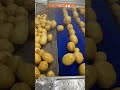 Potato washing sorting line 🥔#jcsort #sorting #grading #farming #potato #potatosorting