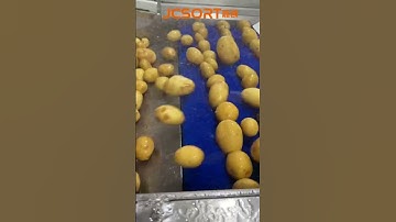 Potato washing sorting line 🥔#jcsort #sorting #grading #farming #potato #potatosorting