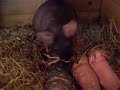 Skinny pig giving birth