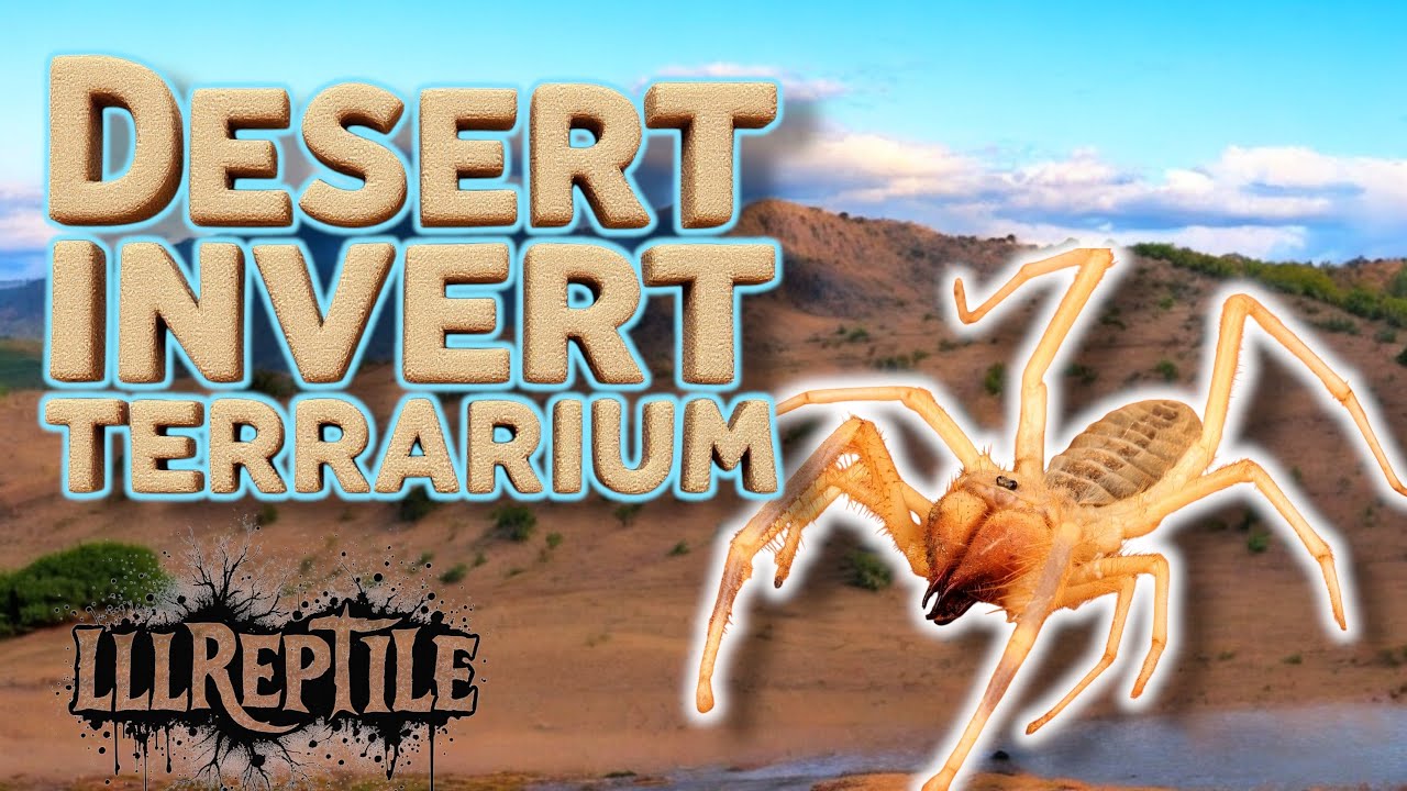 Camel Spider Enclosure | Desert Invert Setup - YouTube