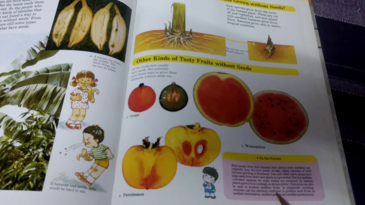 Facts Why Don't Bananas have seeds? YouTube