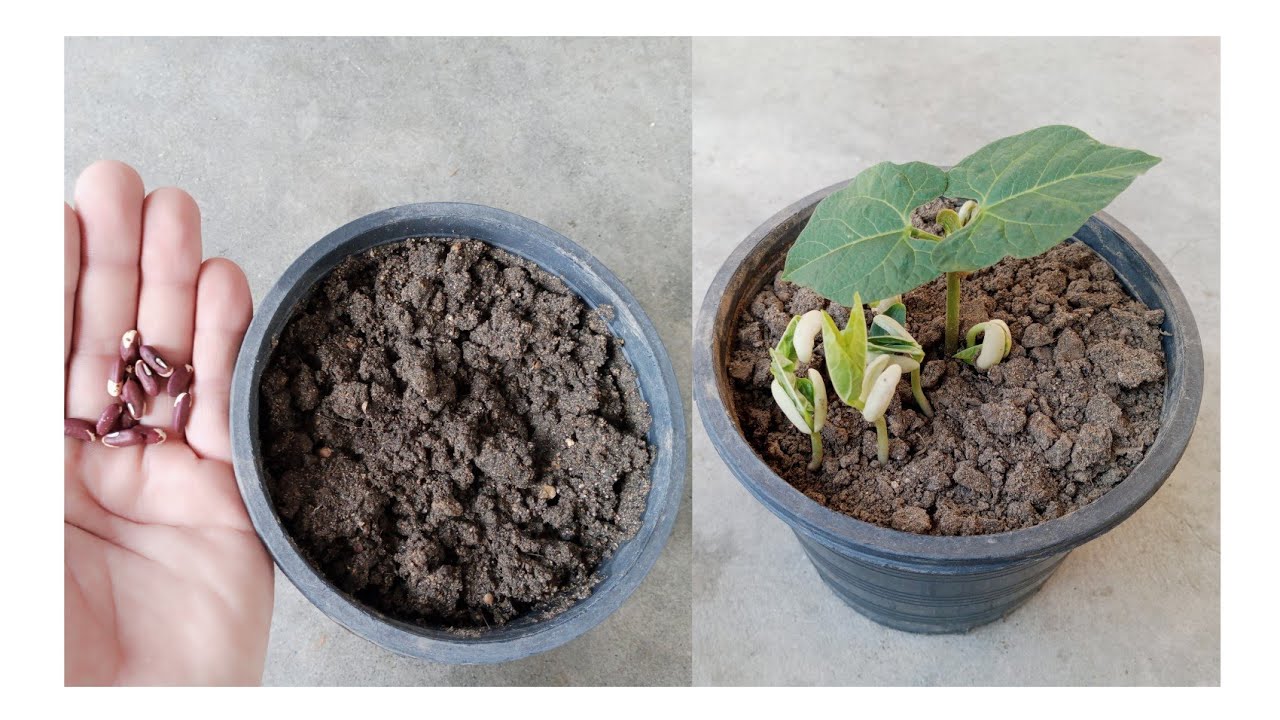 Kidney Beans Grow YouTube