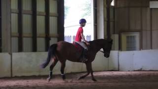 Barron - Horse For Sale - 15 Yo - 15 Hands - Quartermorgan Gelding