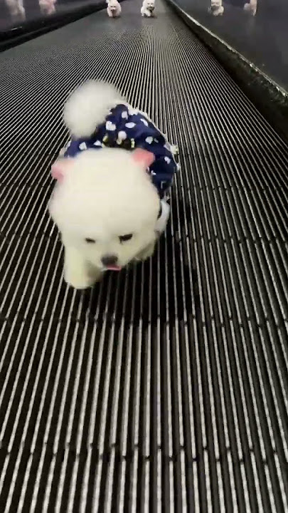 Anjing nyang cute lagee nyan, galak droeneuh? #anjingcute #anjingcangkirteh