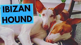 Ibizan Hound  TOP 10 Interesting Facts