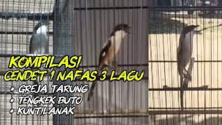 Kompilasi Cendet 1 Nafas 3 Lagu Greja Tarung Tengkek U0026 Kuntilanak Cocok Buat Masteran Asli Ngeri