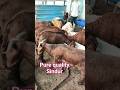 Pure Quality Sindunur Sheep's Available show in Hyderabad
