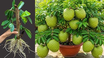 How To Propagate Soursop Trees By Cutting Produces fruit in a short time